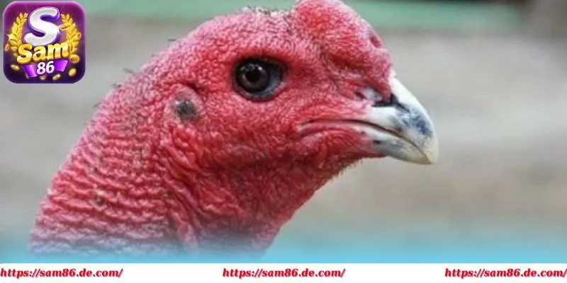 Bí quyết chọn kê từ dân chuyên, bạn nên học hỏi