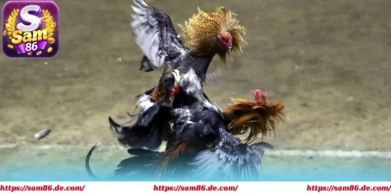 Các luật thi đấu giúp phân định kết quả rõ ràng, minh bạch