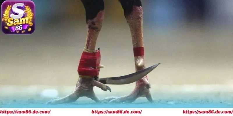 Đá gà cựa dao kịch tính từng phút, hồi hộp từng giây