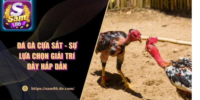 Đá Gà Cựa Sắt - Sự Lựa Chọn Giải Trí Đầy Hấp Dẫn