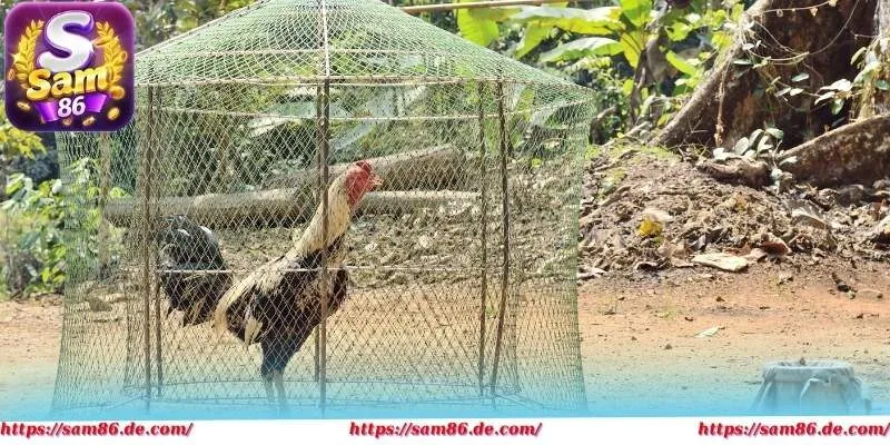 Đá gà cựa sắt yêu cầu cả giống kê mạnh và kỹ thuật phù hợp