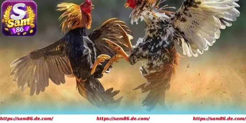 Đá gà cựa tròn là hình thức đặt kèo phổ biến hiện nay