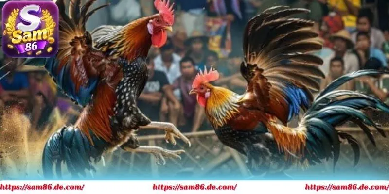 Hội viên cần phân tích sâu trước khi xuống tiền