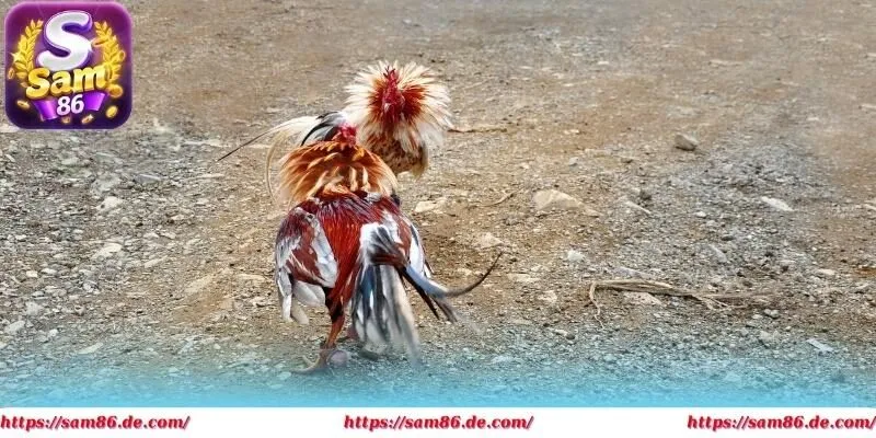 Huấn luyện kỹ lưỡng để tăng khả năng chiến thắng khi thi đấu