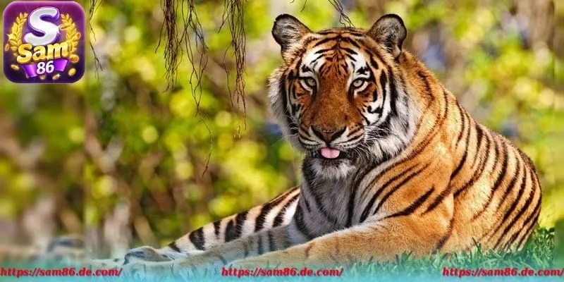 Mộng thấy hổ hãy đánh ngay những con này